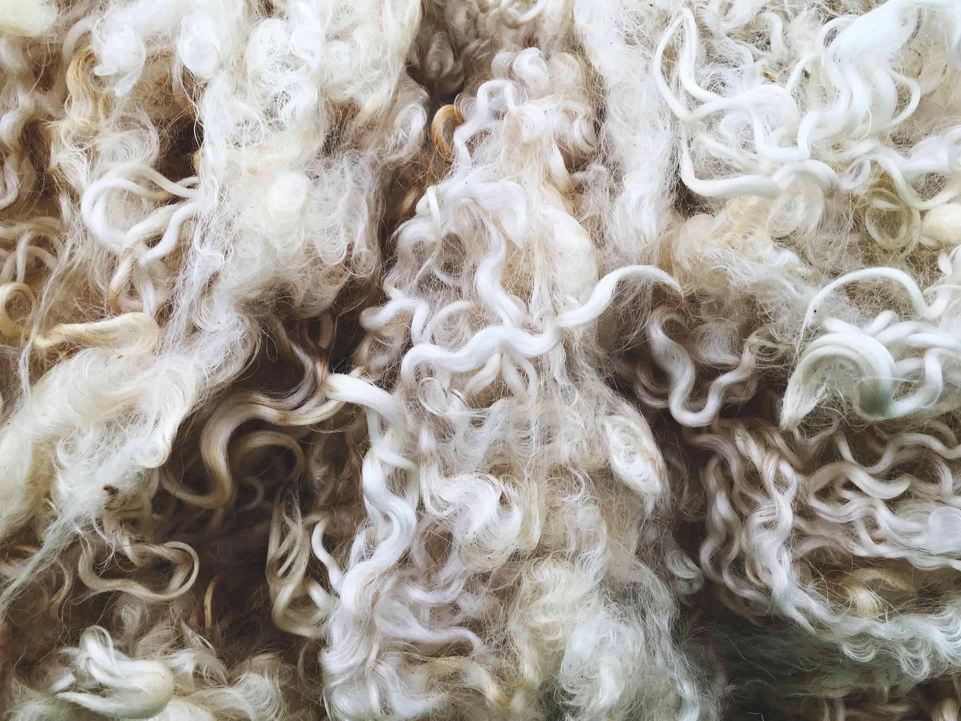 A close up of a pile of curly wool, Fleur de Lys Retreats.