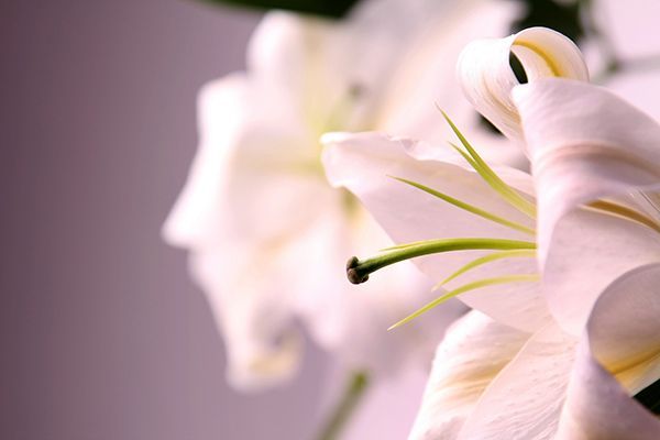 a close up of a white flower with a green center