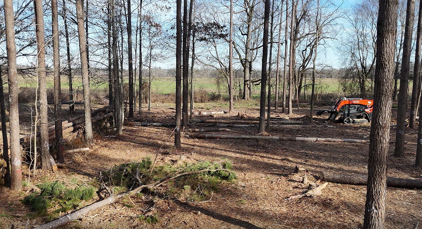 Muddy forest clearing with scattered yellow leaves, bordered by birch and evergreen trees in autumn.