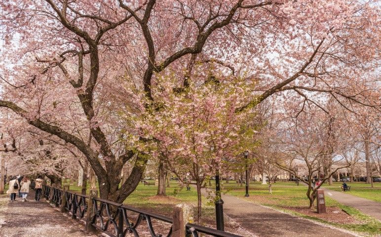 Blooming tree and walkers along a vibrant Wooster Square path