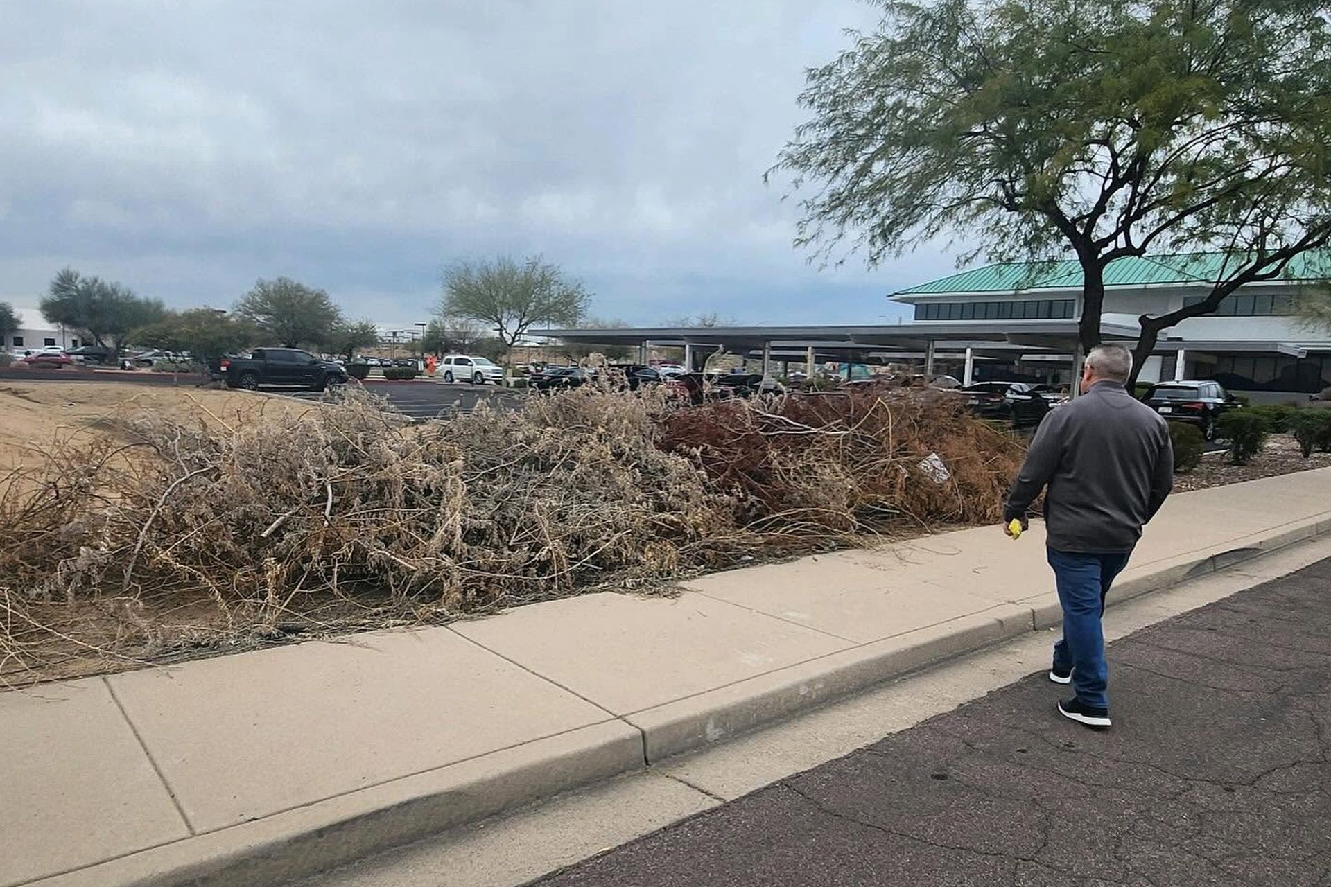 Person walking beside a large dry brush pile along a sidewalk in a parking lot under cloudy skies