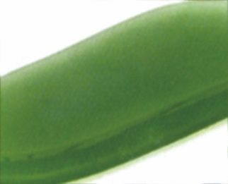 A close up of a green leaf on a white background