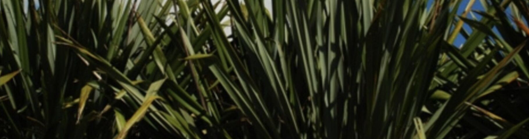 A close up of a plant with long green leaves against a blue sky.
