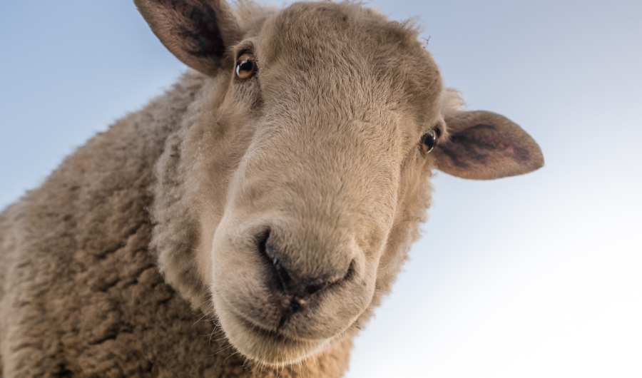 A close up of a sheep looking at the camera with a blue sky in the background.