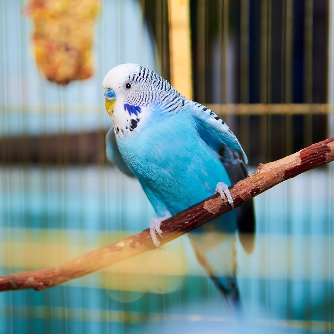A blue bird.