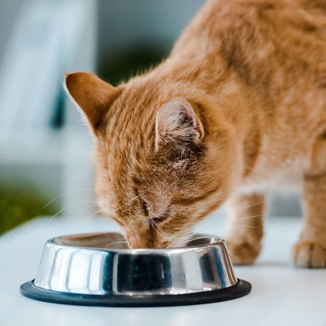 A cat drinking from a bowl.