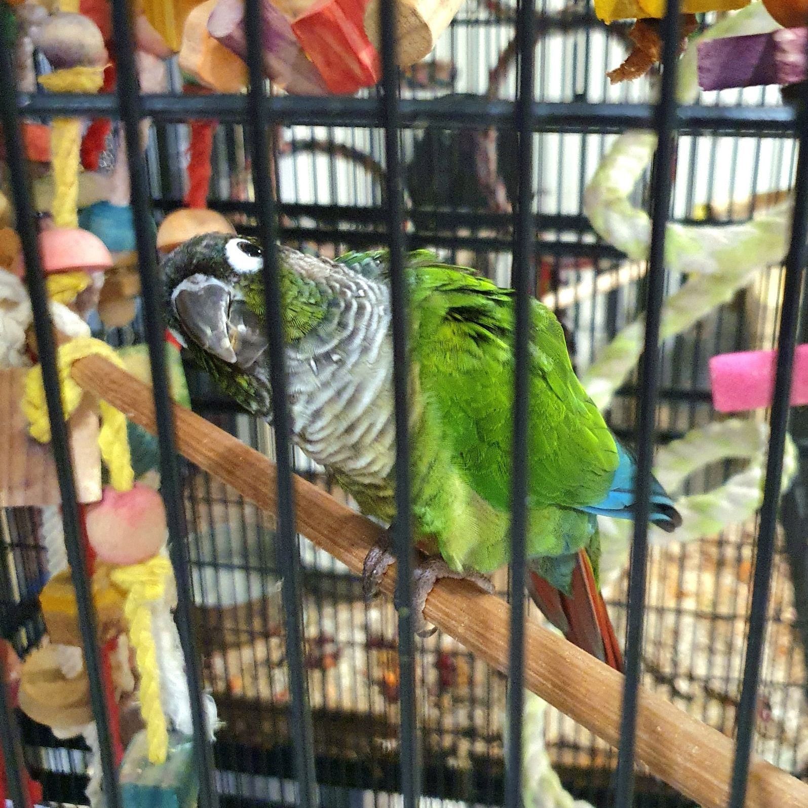 a green bird