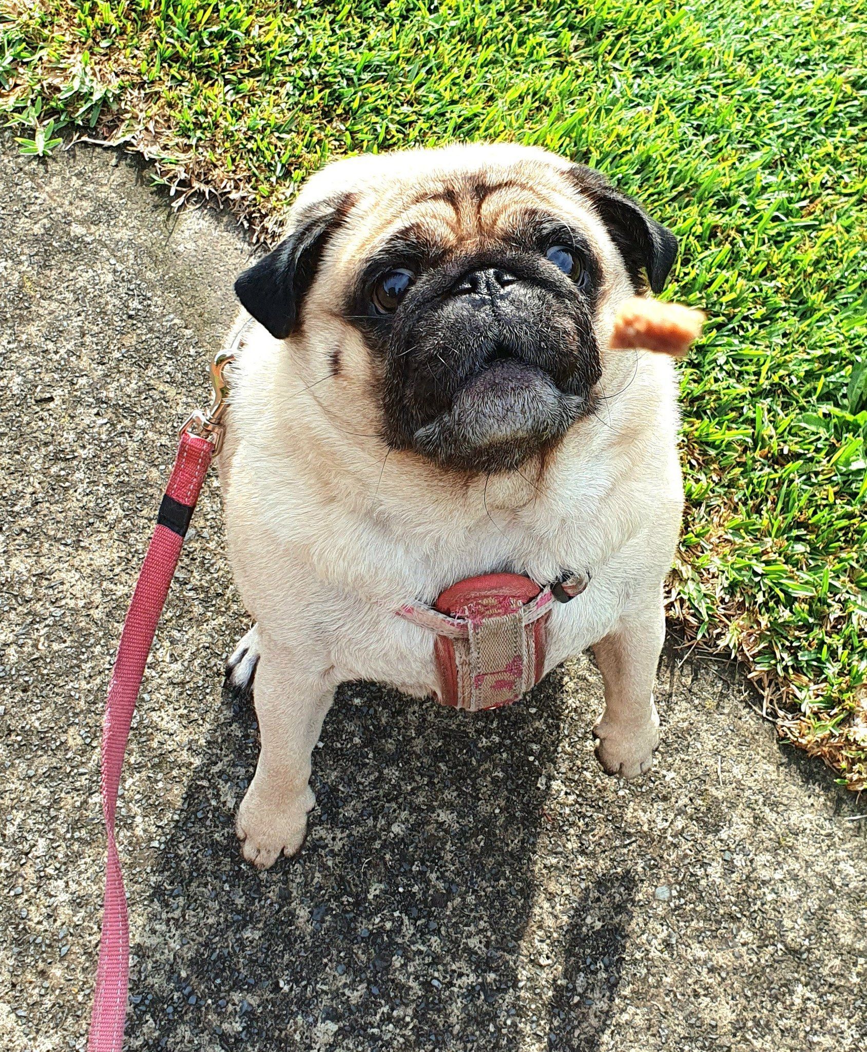 a pug