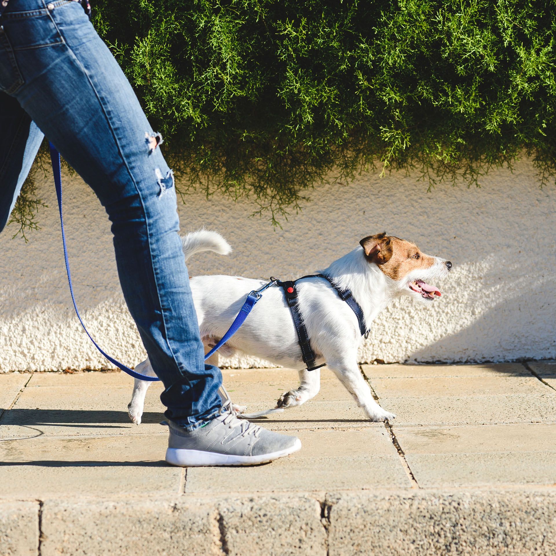 A person is walking a small dog on a leash.