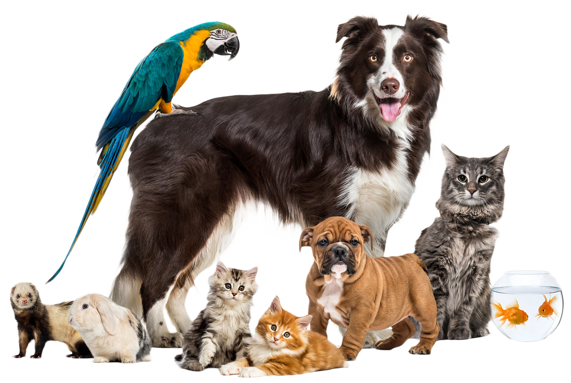 A diverse group of animals staring at the camera.