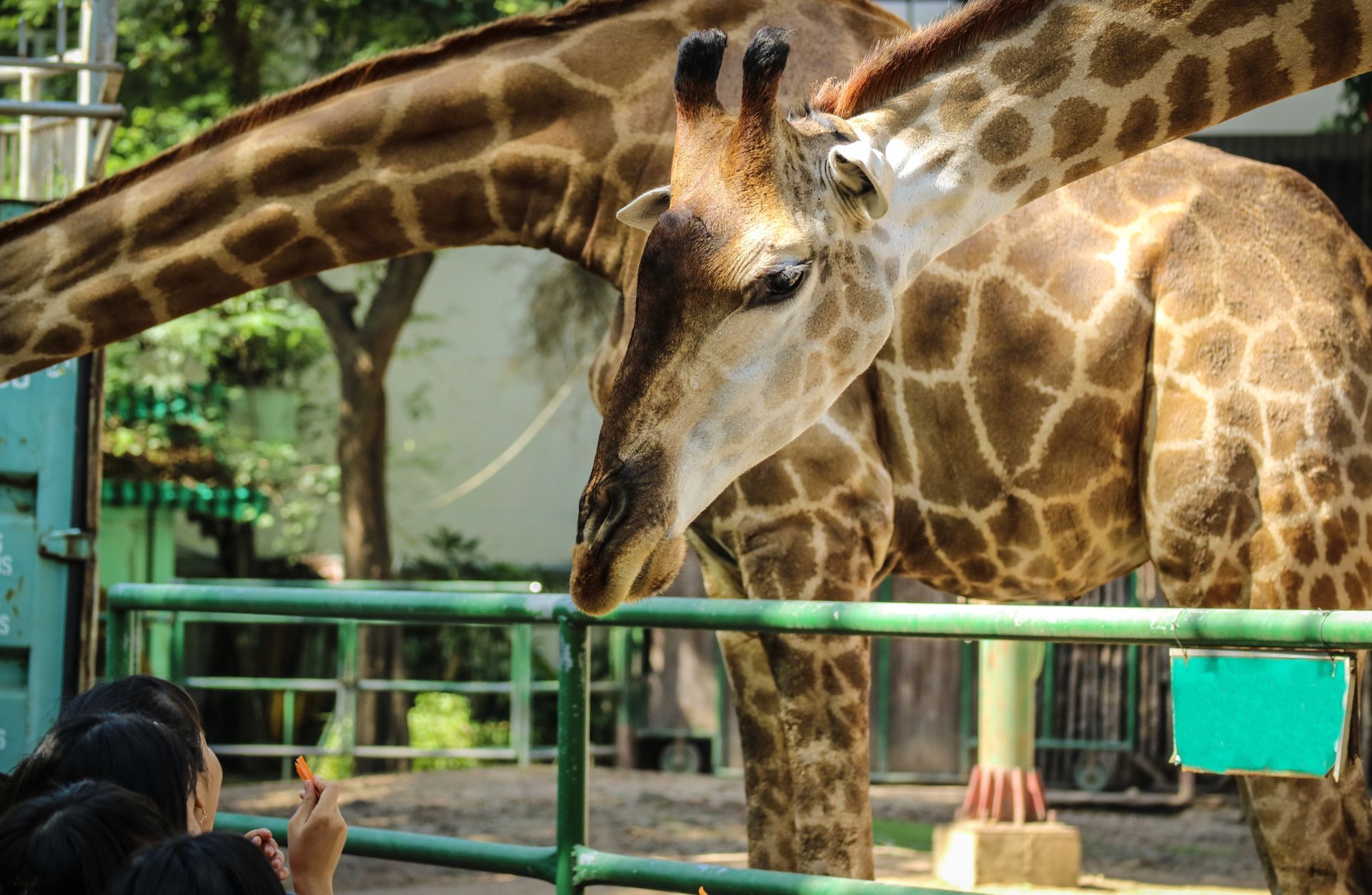 Saigon Zoo in Ho Chi Minh City 