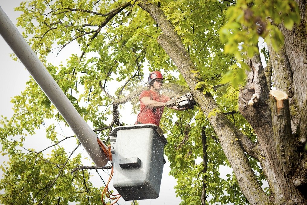 Your Local Certified Arborist Zanesville, OH Arbor Works LTD