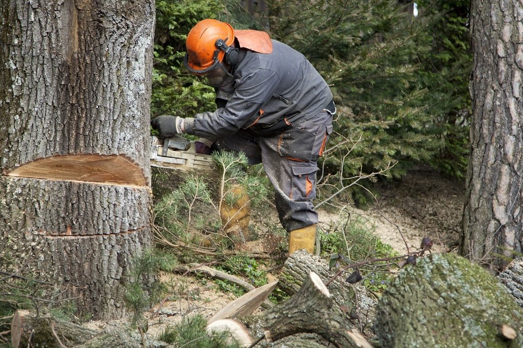 Tree Care Trimming Removal Service Zanesville, OH Arbor Works LTD