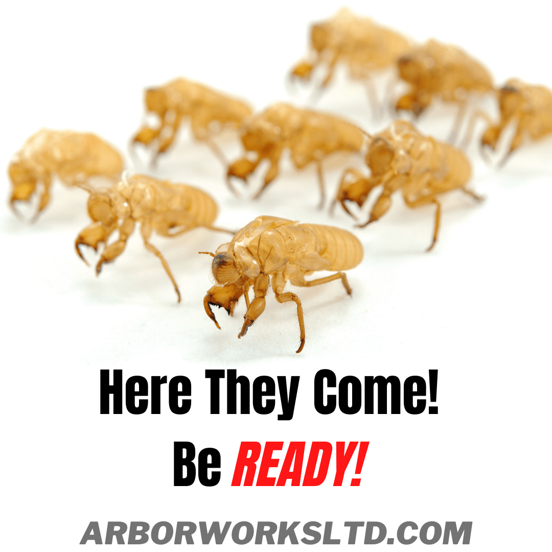 Tree Removal Company Zanesville, OH Arbor Works LTD