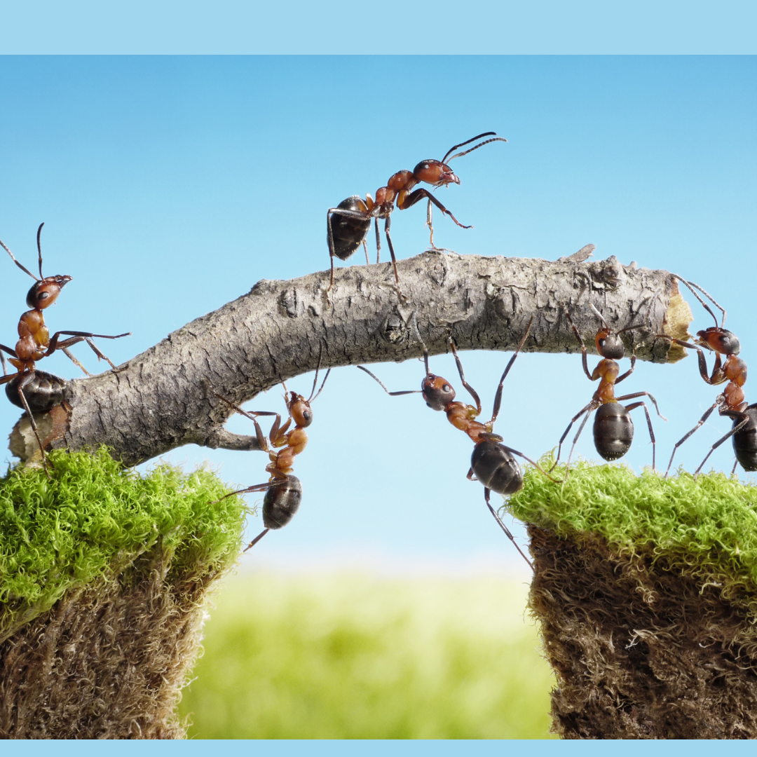 Pest Control & Exterminators Zanesville, OH Arbor Works LTD