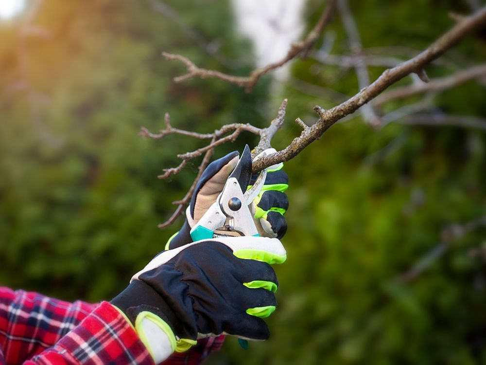 Tree Pruning — Kilmarnock, VA — Booth Landscaping Tree Pruning — Kilmarnock, VA — Booth Landscaping