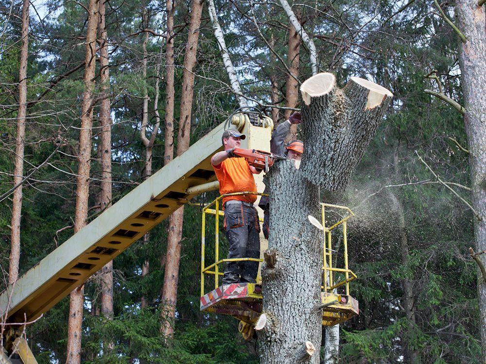 Lumberjack Removing A Tree — Kilmarnock, VA — Booth Landscaping Lumberjack Removing A Tree — Kilmarnock, VA — Booth Landscaping