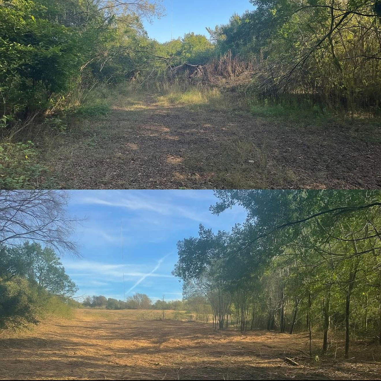 Two views of a wooded trail clearing under a blue sky, with fallen leaves and trees on both sides