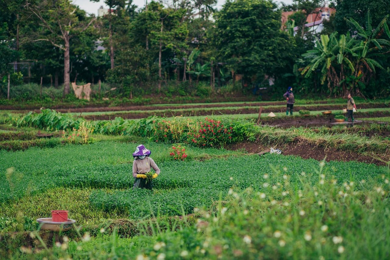 Família rural organiza produção para comprovar aposentadoria do segurado especial