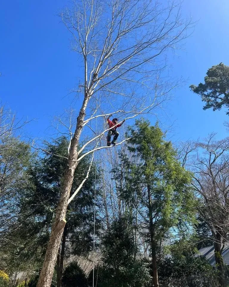 A person in a tree, trimming branches on a sunny day. Clear blue sky.