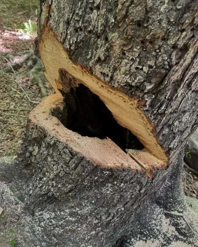 A tree trunk with a large open cavity, light brown inner wood, and rough gray bark.