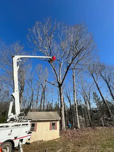 A tree service truck trims a tall, bare tree near a small wooden building on a sunny day.