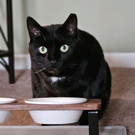black cat.