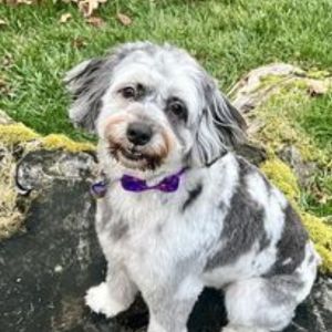 cute dog.