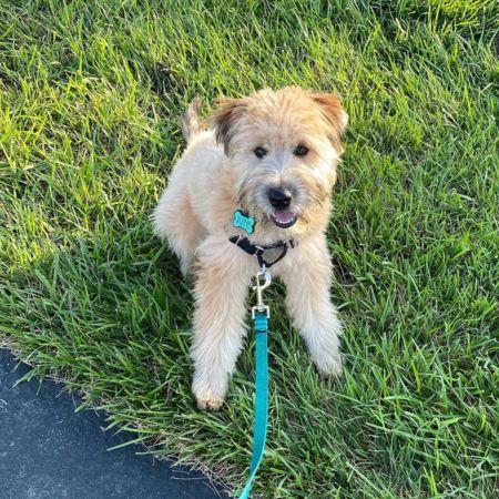 cute scruffy dog.