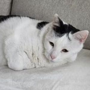 white cat.