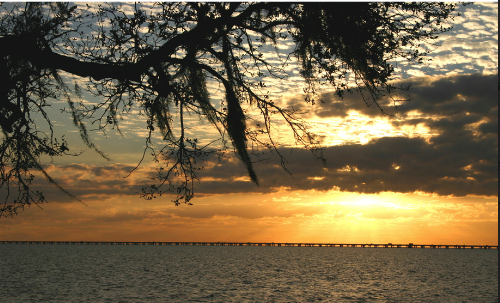 Sunset over water with a silhouetted bridge. Tree branch in the foreground, golden light.
