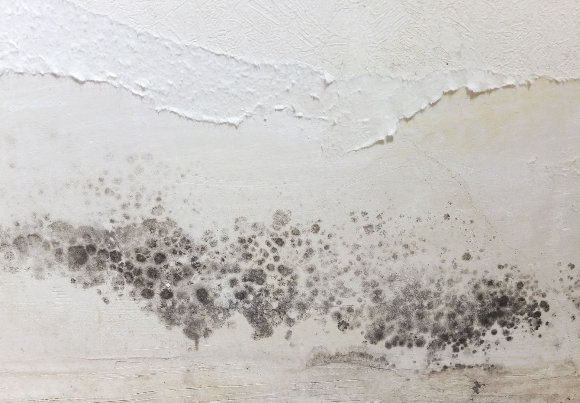 Get mold removal services in Knoxville TN with All Clean Mold Remediation
