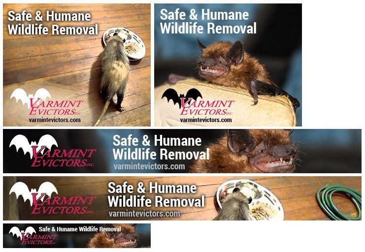 Varmint Evictors Display