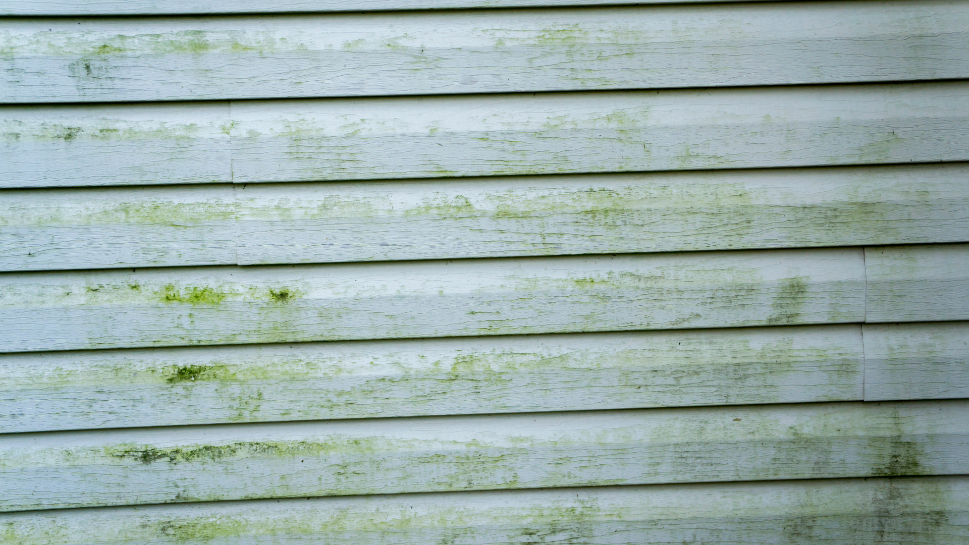 siding mold on CT home exterior before cleaning