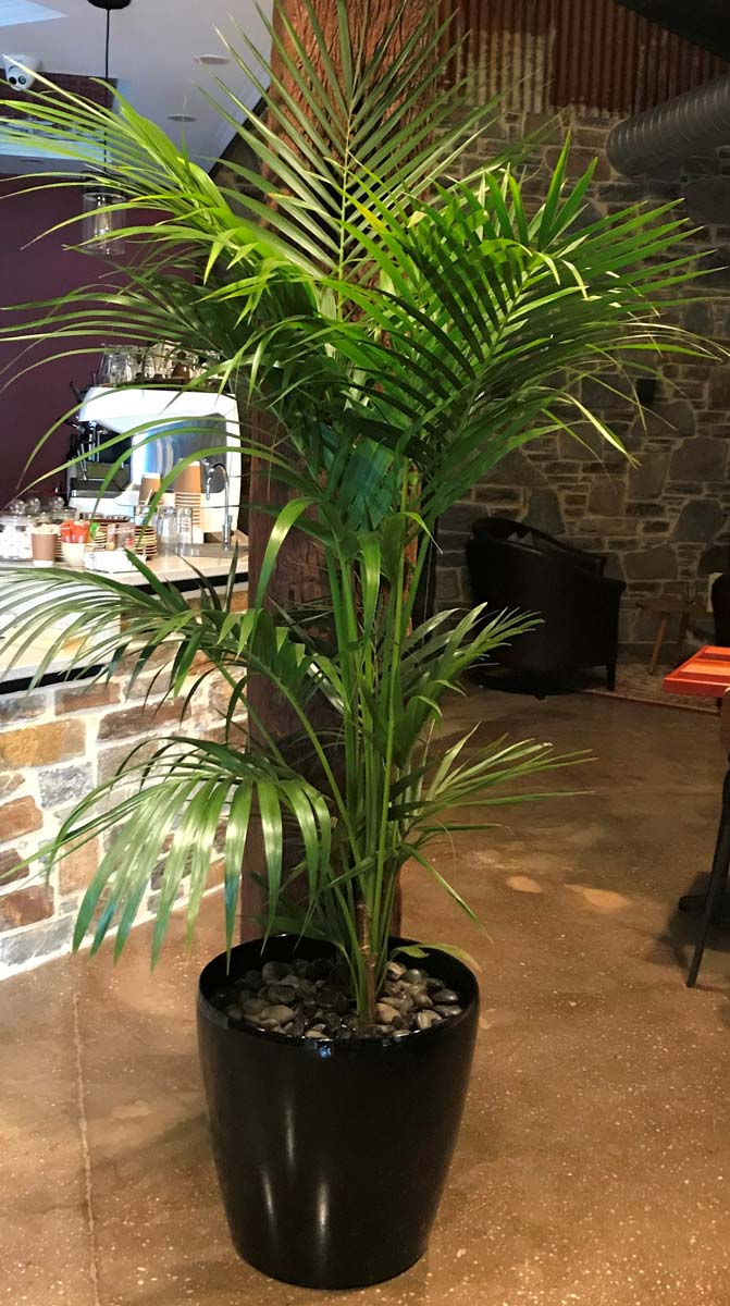 Live Plant Hire Adelaide