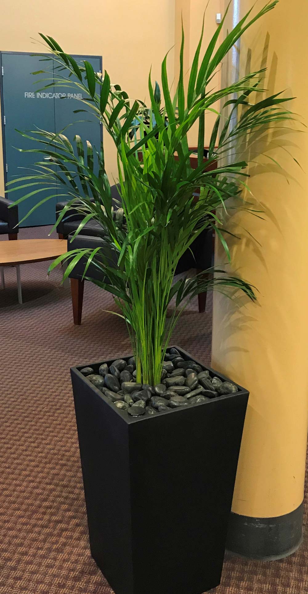 Greenfingers Indoor Plants