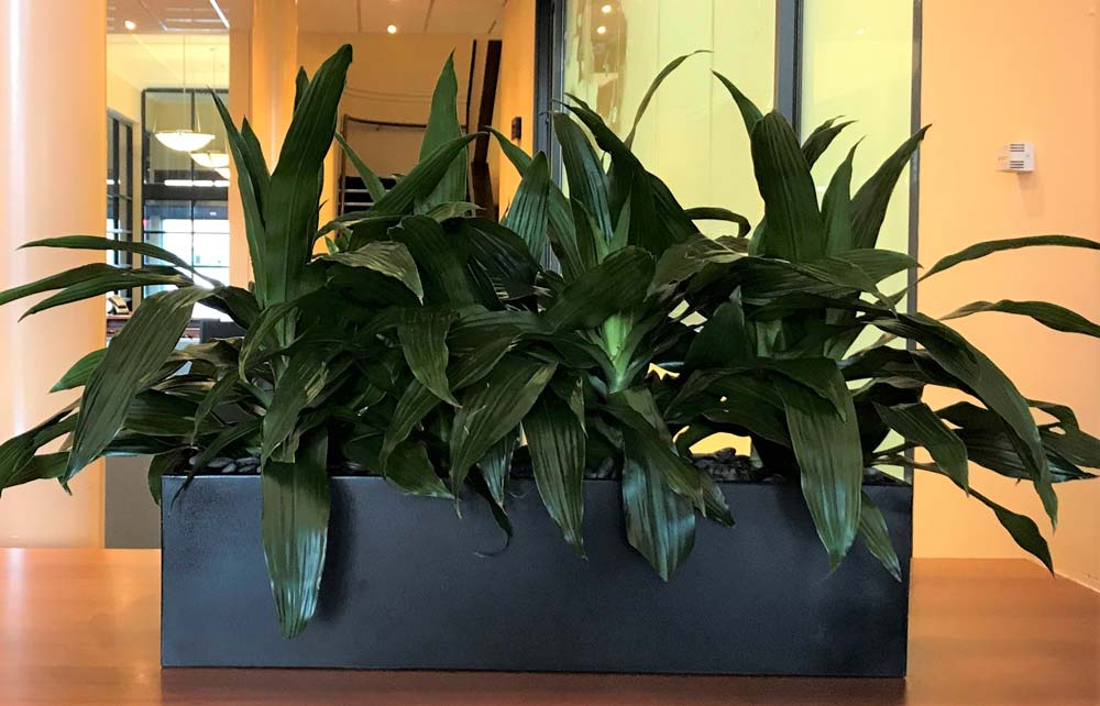 Greenfingers Indoor Plants