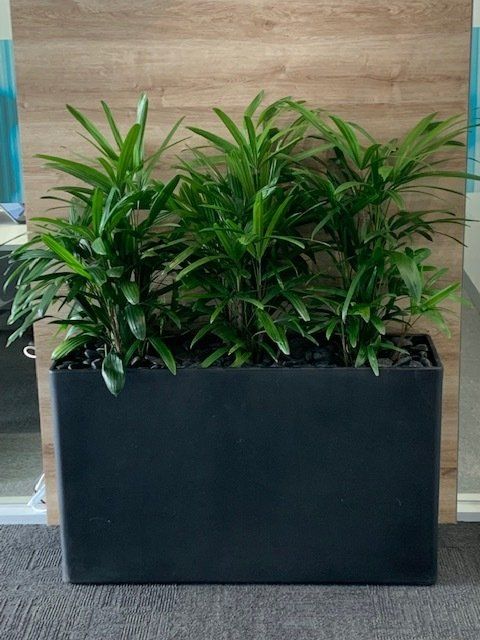 Greenfingers Indoor Plants
