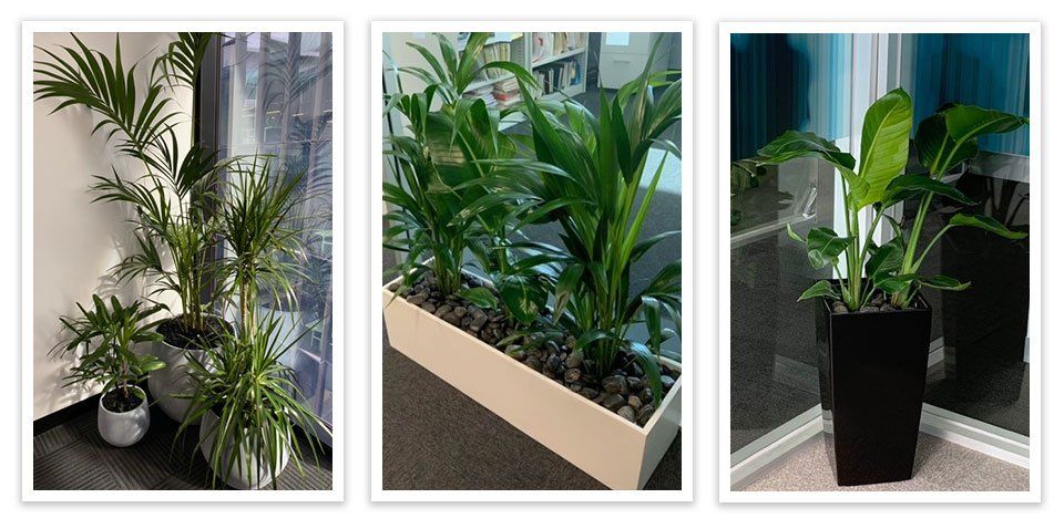 Scrolling Images of Greenfingers Indoor Plants