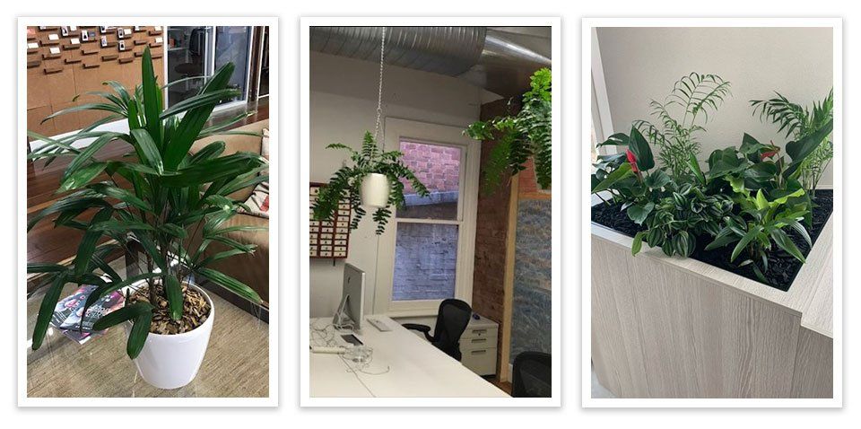 Scrolling Images of Greenfingers Indoor Plants