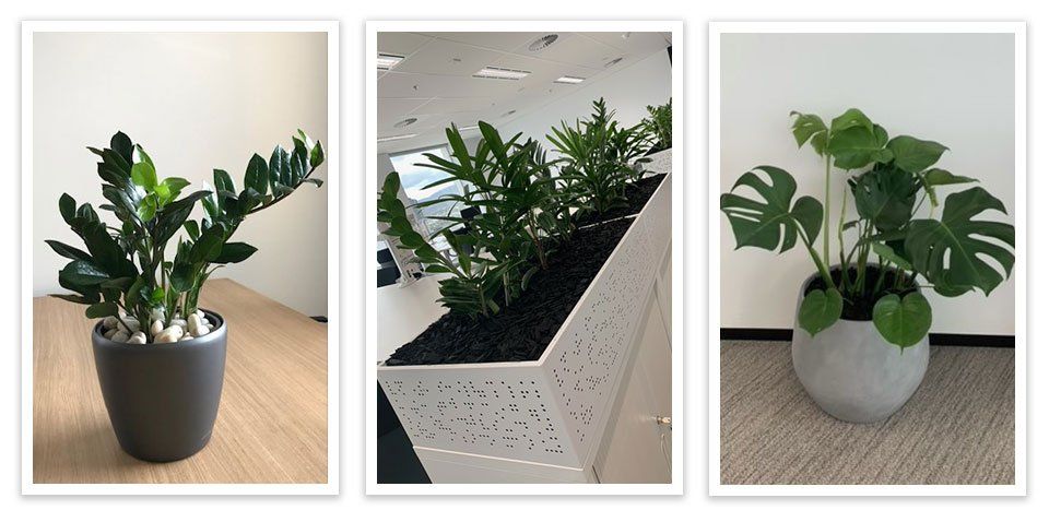 Scrolling Images of Greenfingers Indoor Plants
