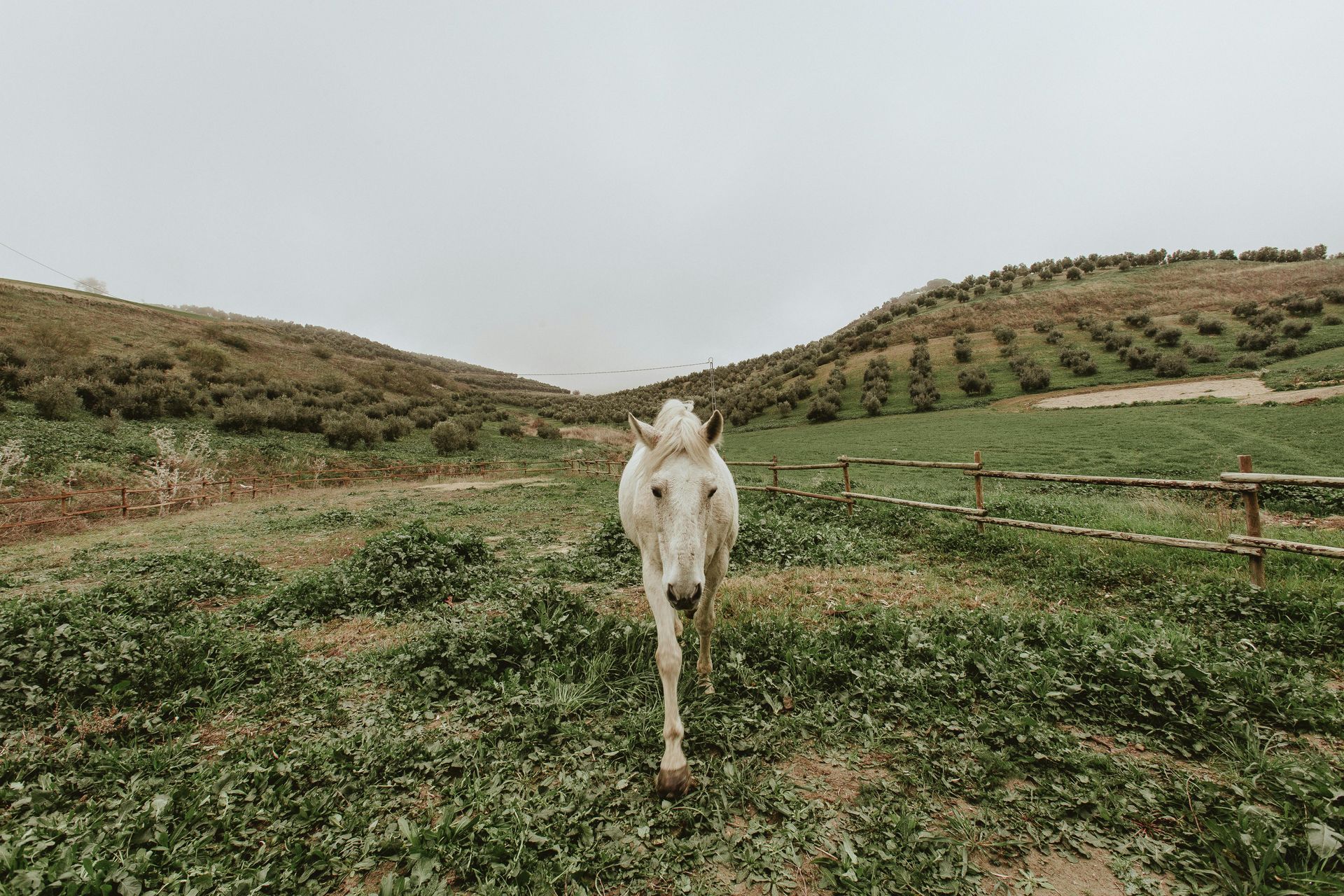 Un cheval blanc se tient dans un champ herbeux, avec des collines et un ciel nuageux en arrière-plan.