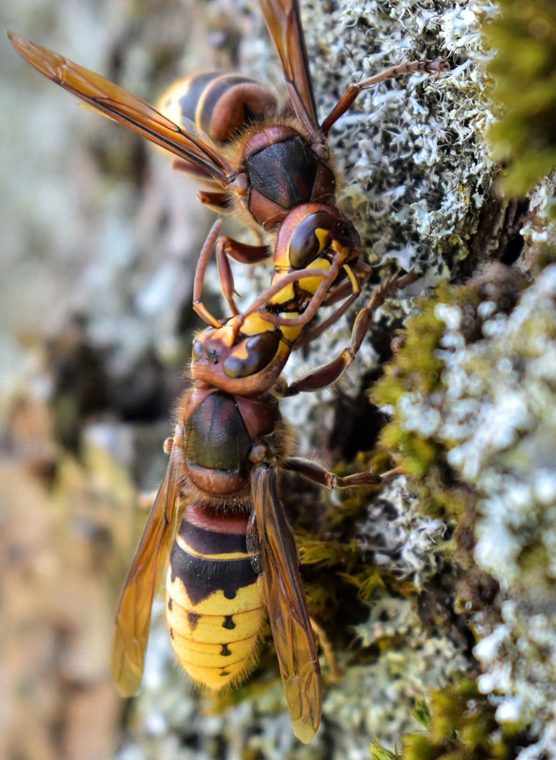 Gros plan d'une guêpe jaune sur une feuille verte, sur fond flou.