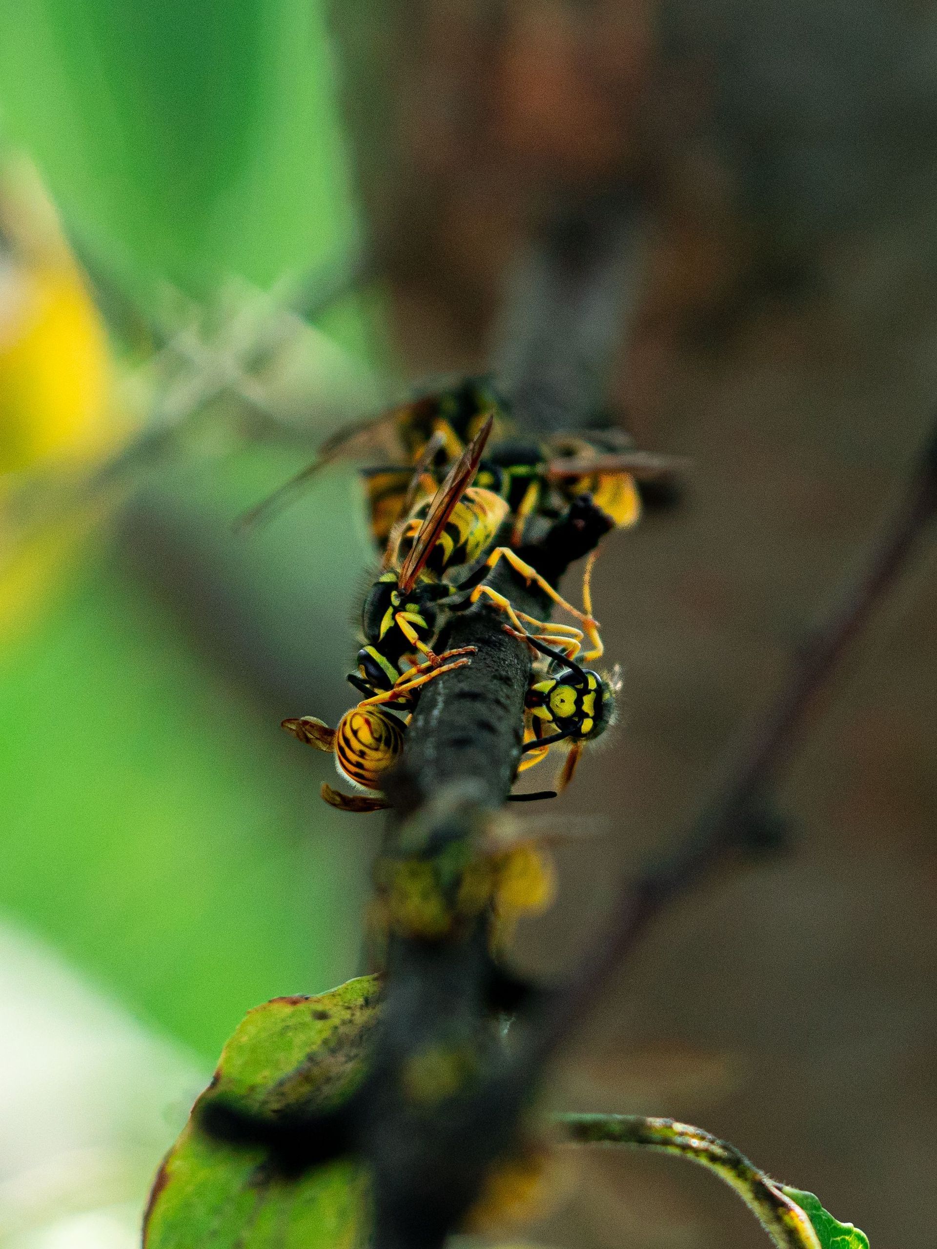 Gros plan d'une guêpe jaune sur une feuille verte, sur fond flou.