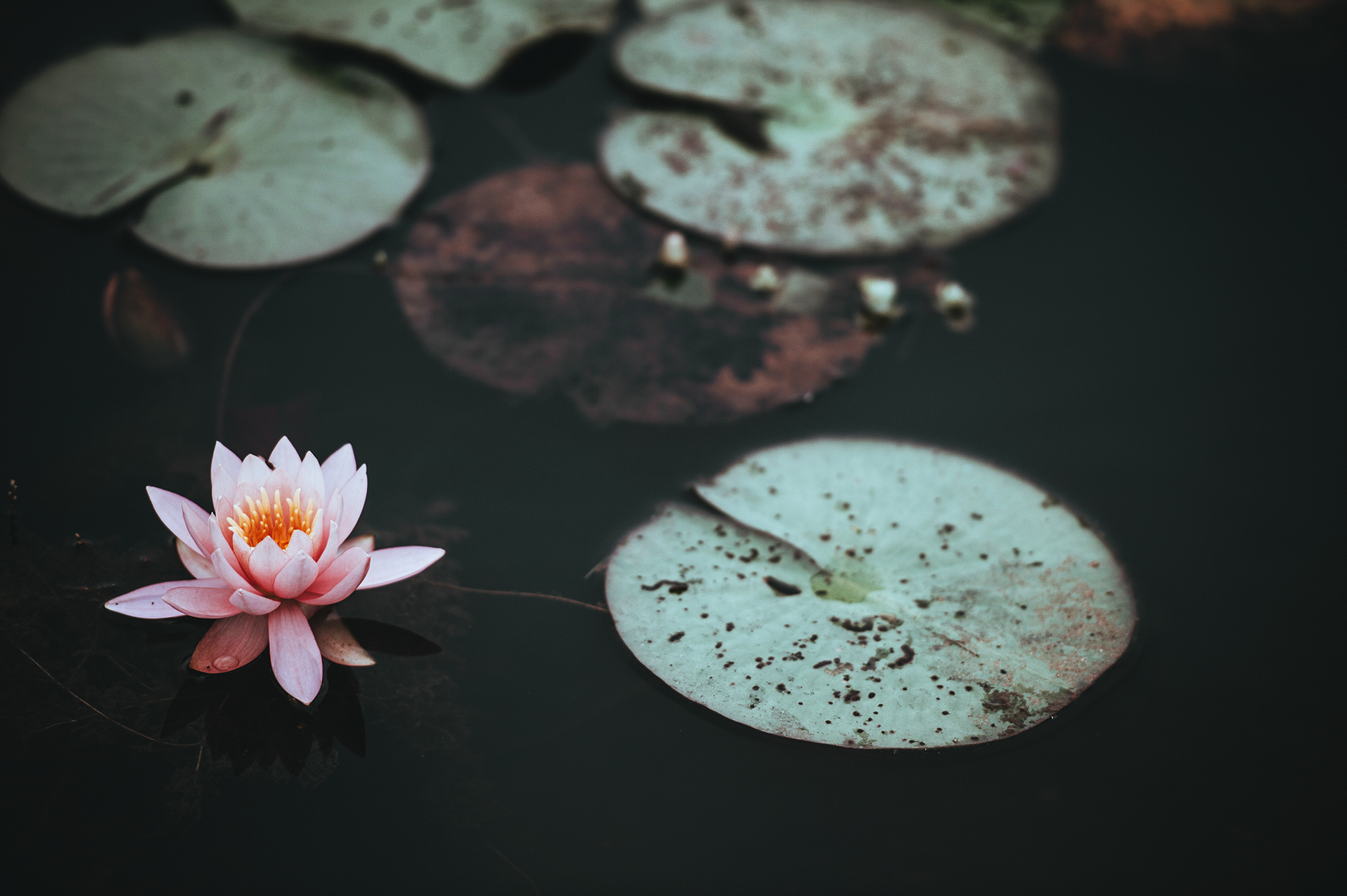 Pink water lily among round lily pads on dark water
