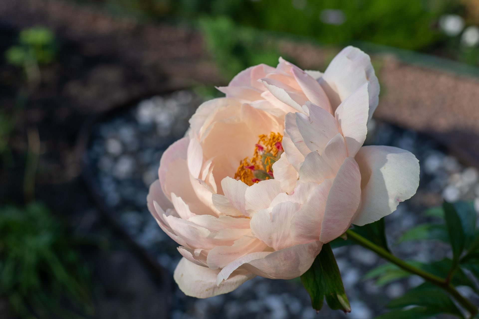 Close-up of a pale pink peony flower blooming outdoors with green leaves blurred in the background