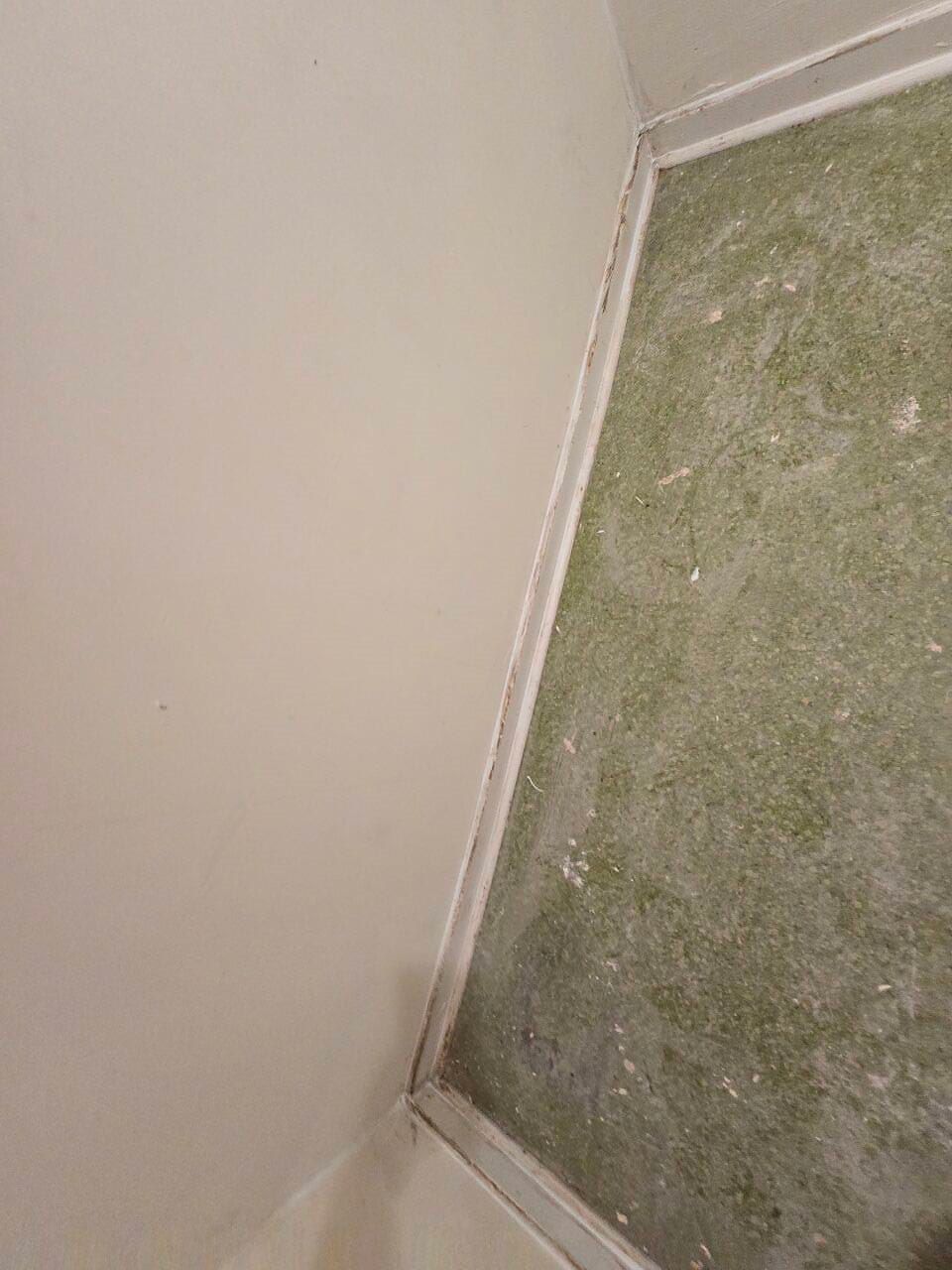 Corner of a room with beige walls and a green carpet, showing mold or water damage along the baseboard.