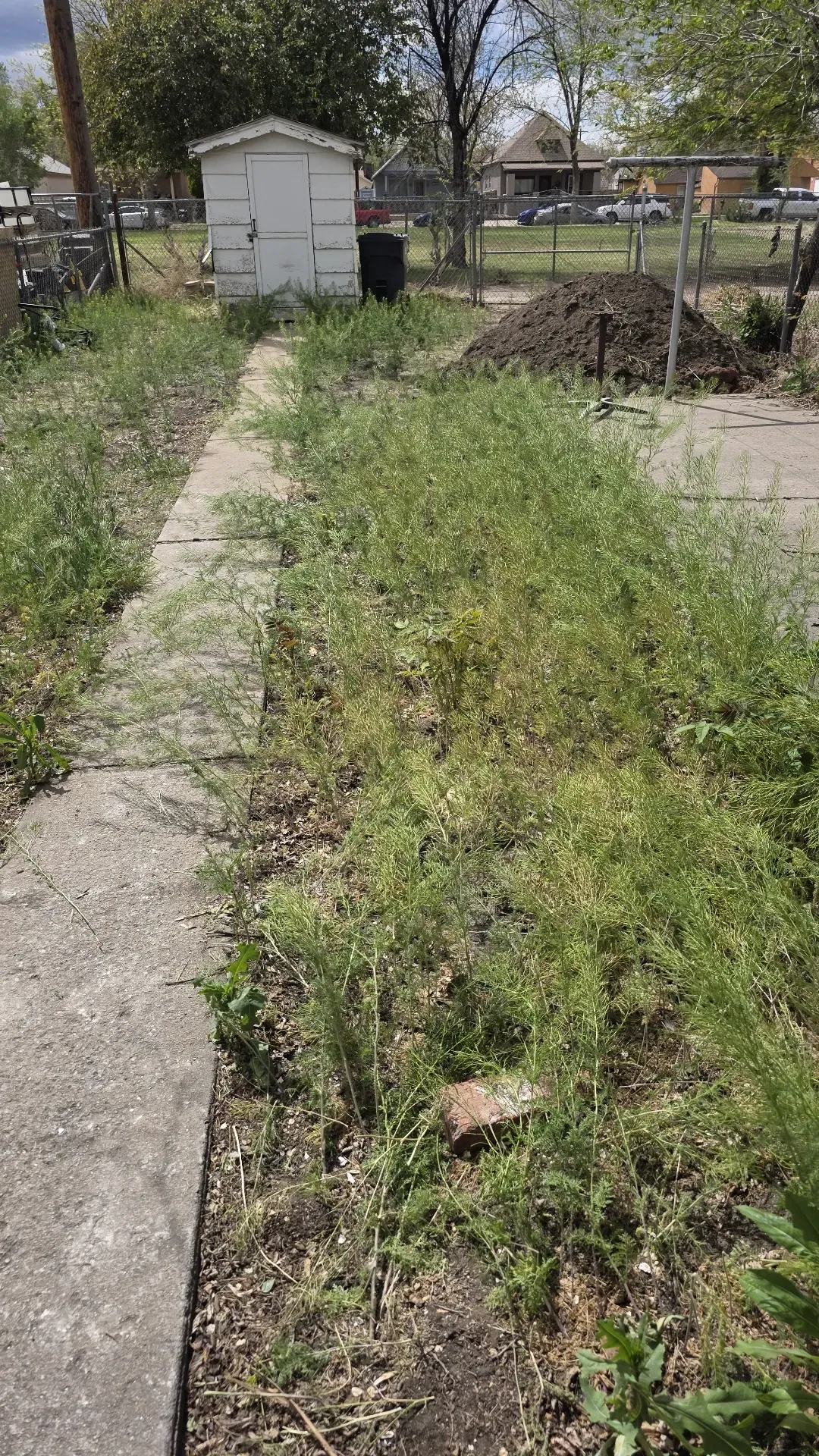 Overgrown garden path beside a concrete walkway, with a small white shed and fenced yard in the background Overgrown garden path beside a concrete walkway, with a small white shed and fenced yard in the background