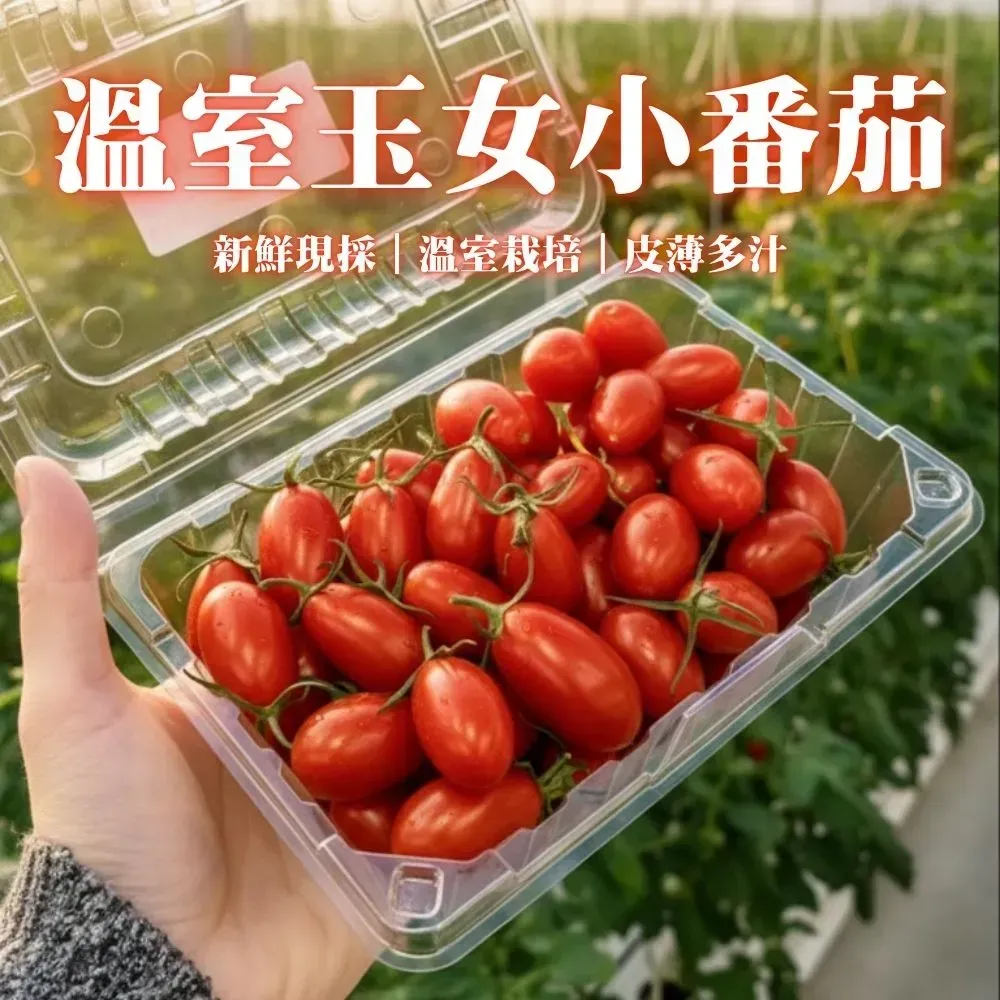 現採溫室A級玉女小蕃茄