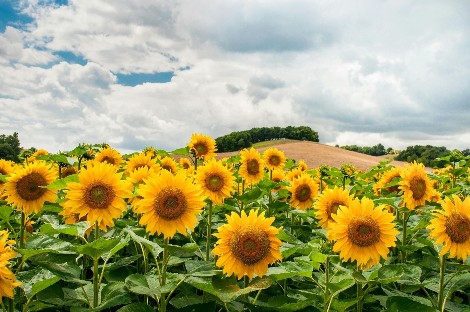 A vibrant field of bright yellow sunflowers under a cloudy sky, with rolling hills and distant trees in the background.